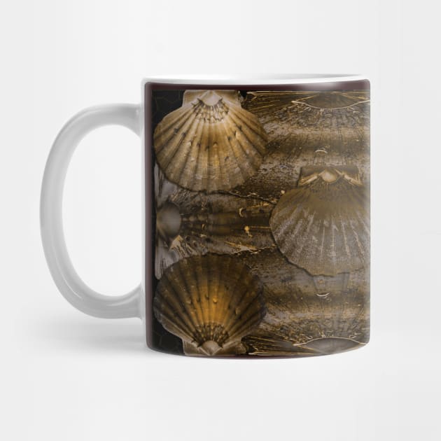 Scallop Shells Background by mavicfe